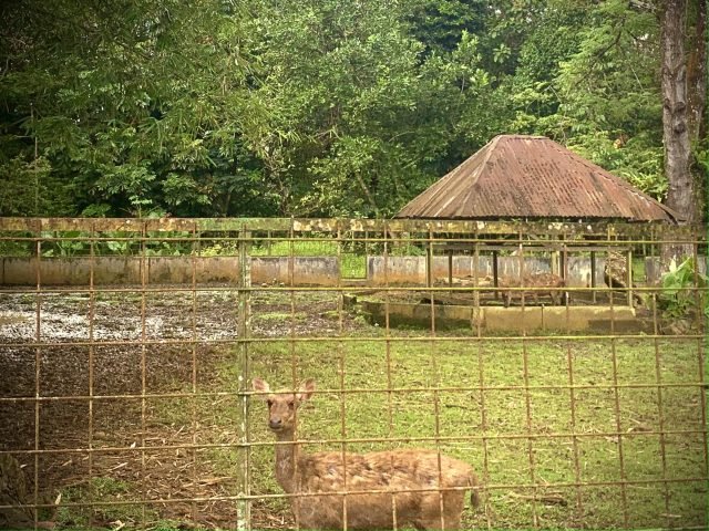 Kandang rusa di Medan Zoo, Kamis (11/01) | Rachel Caroline L.Toruan