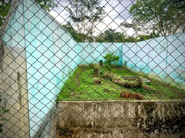Kondisi kandang harimau Sumatera di Medan Zoo, Kamis (11/01) | Rachel Caroline L.Toruan