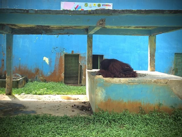 Kondisi kandang orang utan di Medan Zoo, Kamis (11/01) | Rachel Caroline L.Toruan