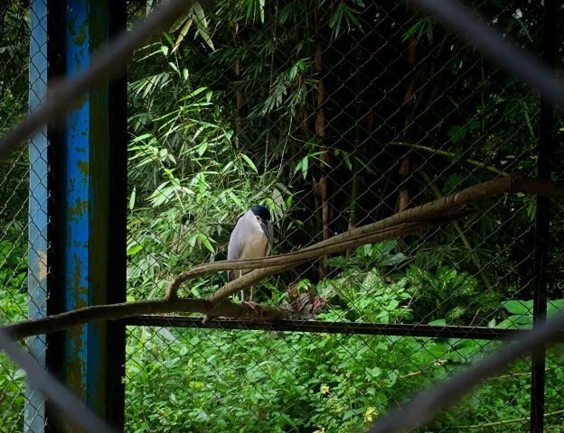 Kondisi kandang di Medan Zoo, Kamis (11/01) | Rachel Caroline L.Toruan
