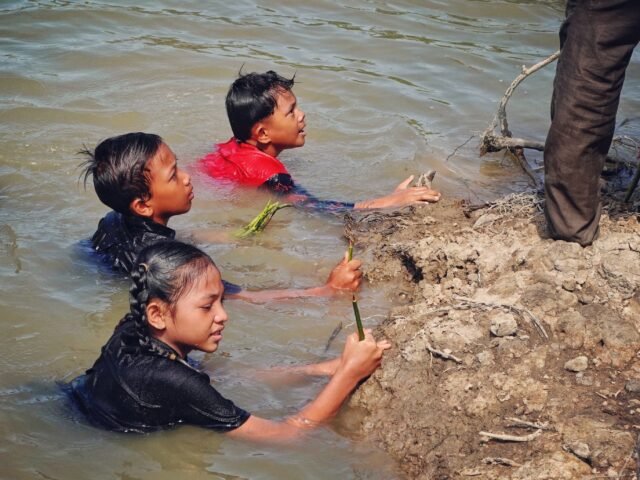 Anak-anak Desa Kwala Langkat tengah merestorasi hutan mangrove, Minggu (09/06/2024) | Sumber Istimewa